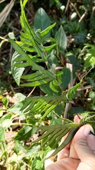 Pteris dispar