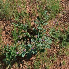 Mirabilis hirsuta
