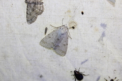 Acronicta