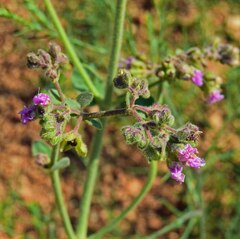 Mirabilis hirsuta