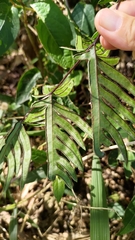 Pteris dispar