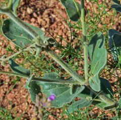 Mirabilis hirsuta