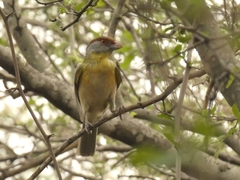 Cyclarhis gujanensis