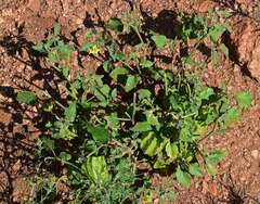 Physalis hederifolia