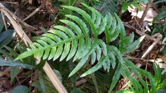Pteris dispar