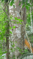 Hymenaea courbaril