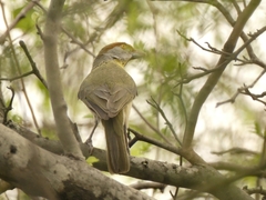 Cyclarhis gujanensis