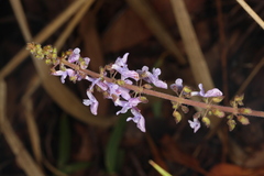 Coleus