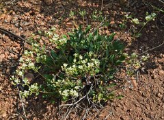 Eriogonum jamesii