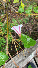 Calystegia purpurata