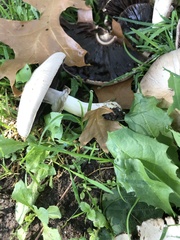 Agaricus californicus