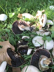 Agaricus californicus