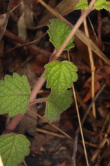 Coleus