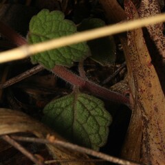 Coleus