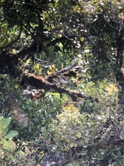 Bartramia longicauda