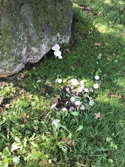 Agaricus californicus