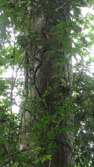 Sterculia apetala