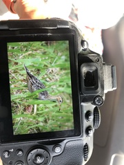 Bartramia longicauda