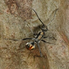 Polyrhachis brisbanensis