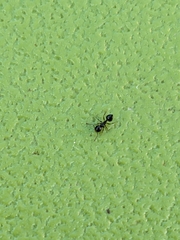 Crematogaster ashmeadi