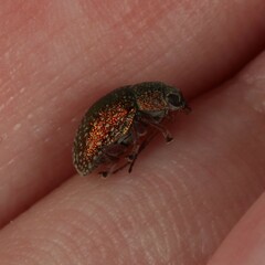 Chrysomelidae
