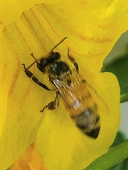 Apis mellifera