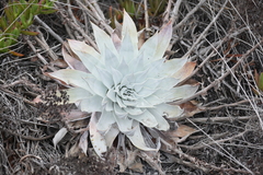 Dudleya brittonii
