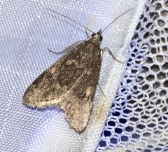 Pyraustini