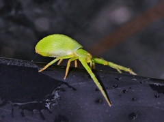 Cetratus rubropunctatus