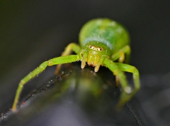 Cetratus rubropunctatus