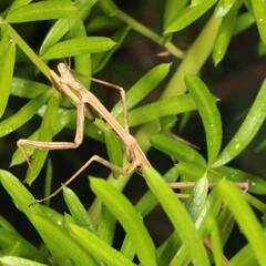 Archimantis latistyla