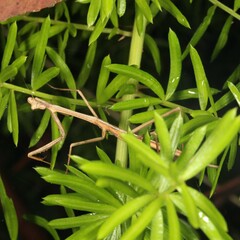 Archimantis latistyla