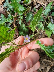 Solanum prinophyllum