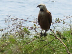 Busarellus nigricollis