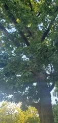 Quercus palustris