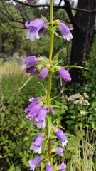 Penstemon gentianoides