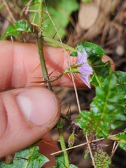 Solanum prinophyllum