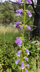 Penstemon gentianoides