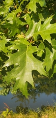 Quercus palustris