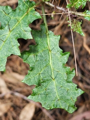 Solanum prinophyllum