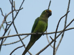 Eupsittula aurea