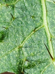 Solanum prinophyllum