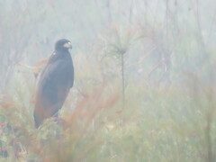 Buteogallus urubitinga