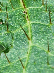 Solanum prinophyllum