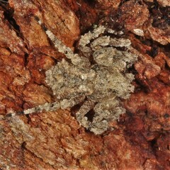 Stephanopis altifrons