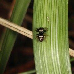 Zenodorus orbiculatus
