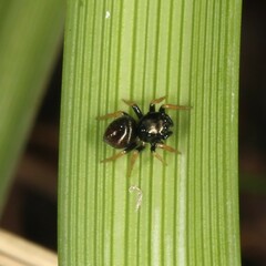 Zenodorus orbiculatus