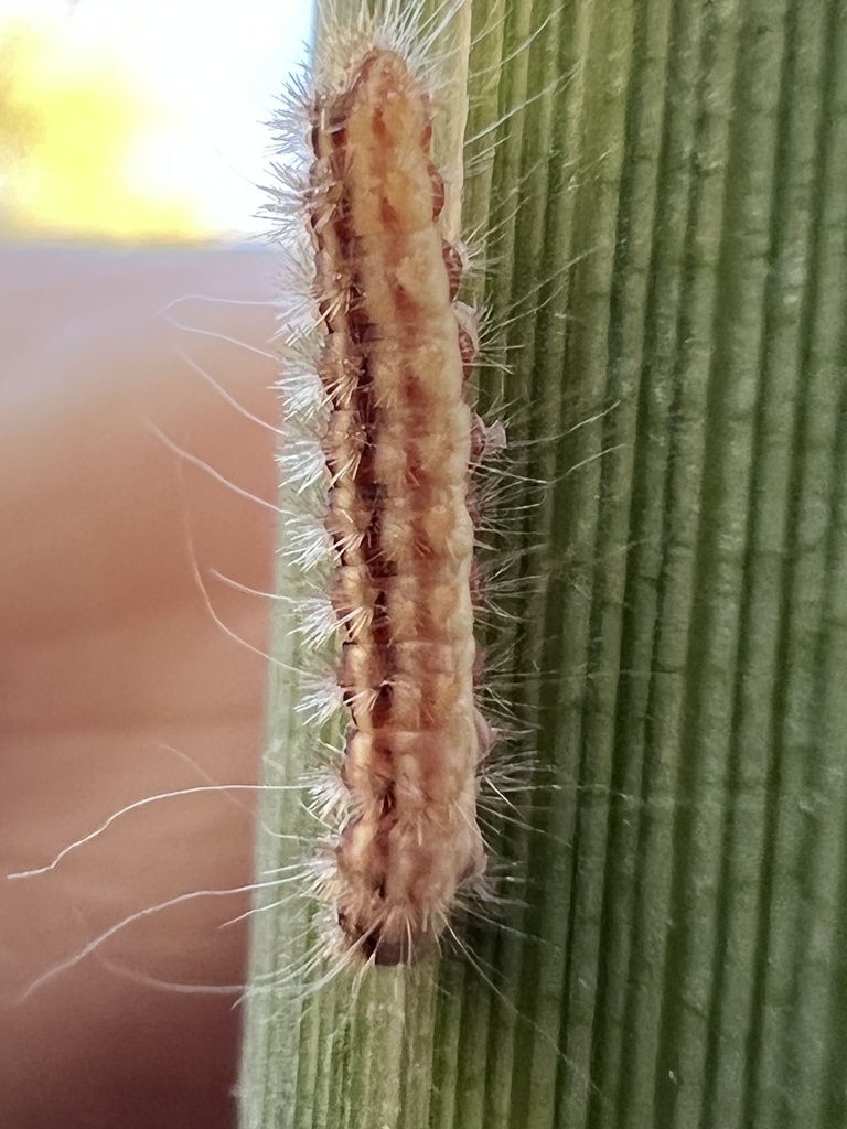 Sorghum Webworm Moth