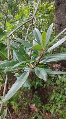 Comarostaphylis discolor