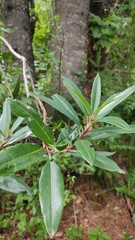 Comarostaphylis discolor